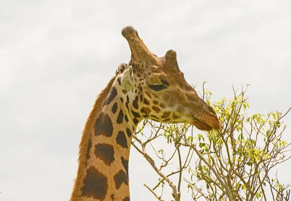 Head of a Rothchild 's Giraffe in the Veldt — стоковое фото