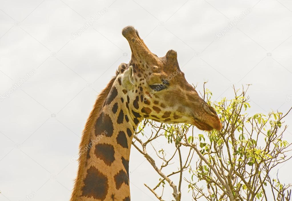 Head of a Rothchild's Giraffe in the Veldt