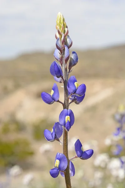 Texas Bluebonnet in the Desert — Stock Photo, Image