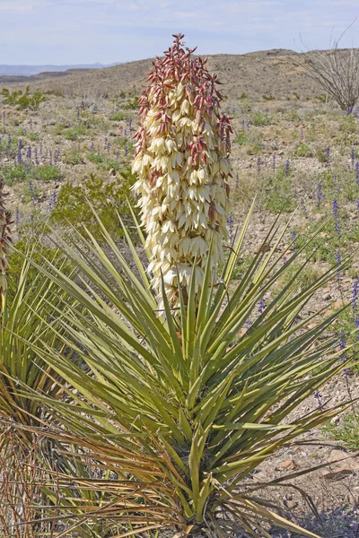Torrey Yucca in Bloom in the Desert — Stock Photo, Image