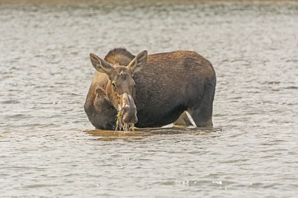 Ženské Moose krmení na jezeře vegetace — Stock fotografie