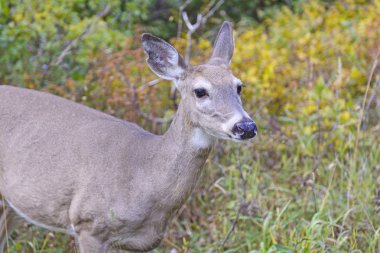 katır geyiği Batı dağlarda