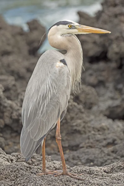 Great Blue Heron on an Ocean Shore — Stock Photo, Image