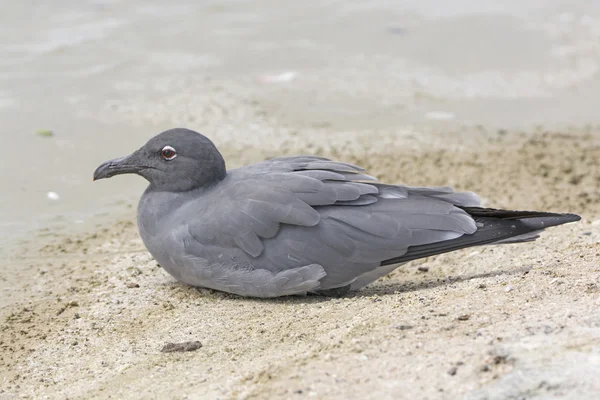 Lava Gaviota en una playa del océano —  Fotos de Stock