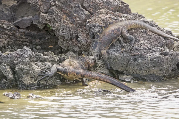 Iguanas marinhas lutando pelo domínio — Fotografia de Stock