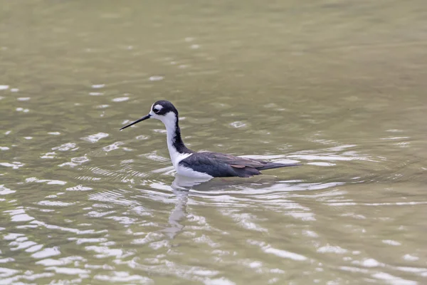 Black-necked Stilt in a Coastal lagoon — Stock Photo, Image