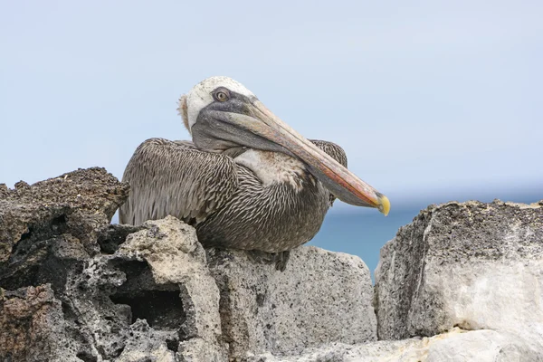 Pelicano marrom empoleirado em uma rocha mostrando sua pálpebra interna — Fotografia de Stock