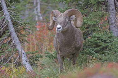 Bighorn Sheep Chewing its Food in the Mountains
