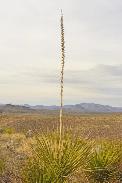 Torrey Yucca against a Desert Background — Stock Photo, Image