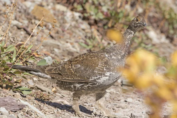 Sharp-Tailed Grouse in a Mountain Clearing — Stock Photo, Image