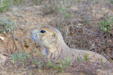 Black-tailed Prairie Dog Peeking out of its Burrow clipart