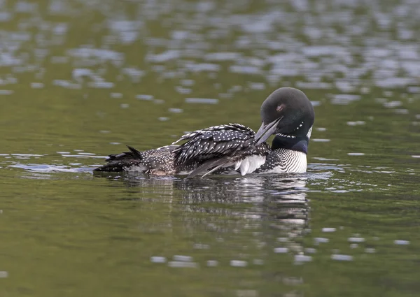 Common Loon Preening on a North Woods Lake — Stock Photo, Image