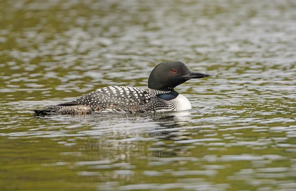 Gemeenschappelijke loon op een Noord bossen meer — Stockfoto