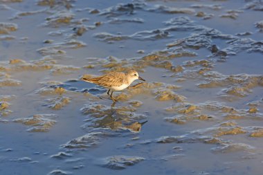 Semipalmated Sandpiper göçebe bir tuzlu su Sulak alan içinde