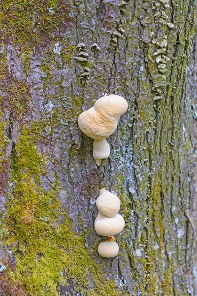 Champignon des arbres dans la forêt — Photo