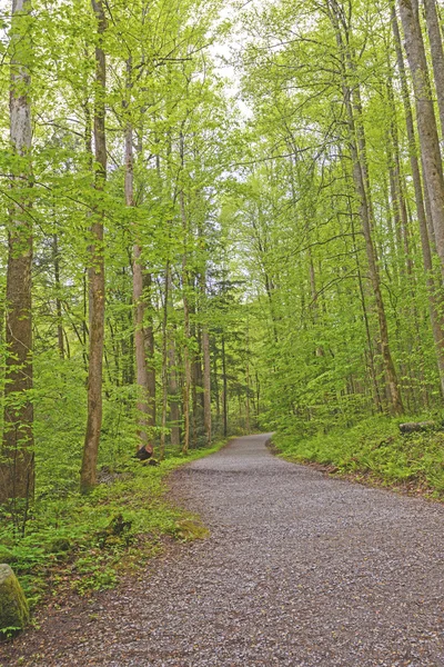 Caminho para o Verde da Primavera — Fotografia de Stock