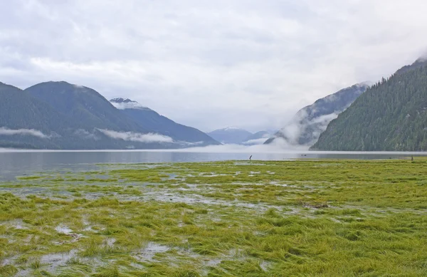 High Tide in a Foggy Fjord Stock Image