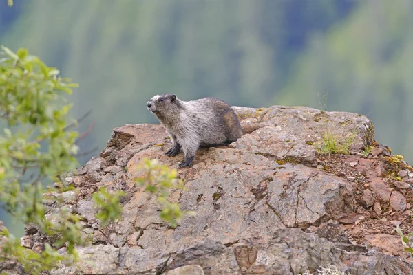 Hoary Marmot en un afloramiento de montaña — Foto de Stock