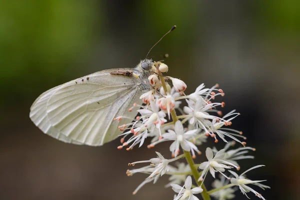 Appalachian Azure Butterfly on a Wildflower — Stock Photo, Image