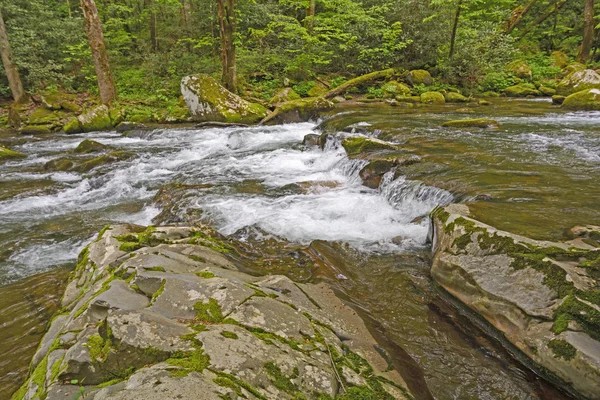 Lente op een berg Creek — Stockfoto