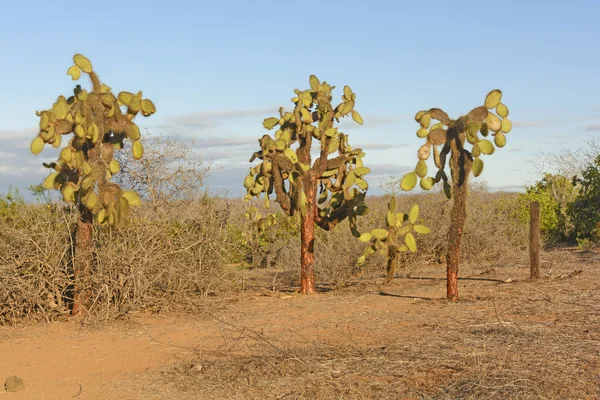 Kakteenwald auf einer einsamen Insel — Stockfoto