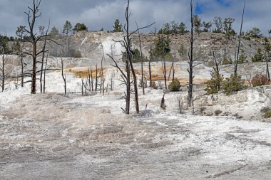 Wyoming 'deki Yellowstone Ulusal Parkı' ndaki Mamut Kaplıcaları 'ndaki Sıcak Bahar Travertine Tarlasında Ölü Ağaçlar