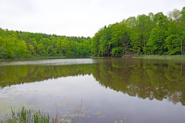 Ohio 'daki Cuyahoga Vadisi Ulusal Parkı' ndaki Tenha Orman 'da Sessiz Sylvan Pond