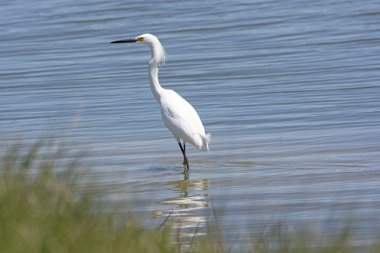 Snowy Egret in a Wetland Pond clipart