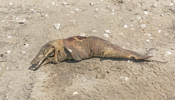 Dead Dolphin on an Ocean Beach Stock Image