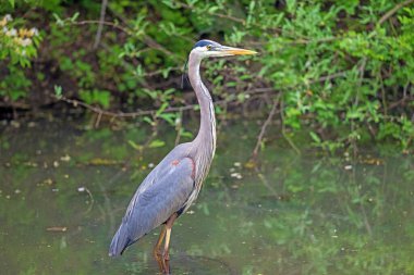 Ohio 'daki Cuyahoga Vadisi Ulusal Parkı' ndaki Tenha Gölette Büyük Mavi Balıkçıl