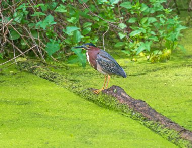 Ohio 'daki Cuyahoga Vadisi Ulusal Parkı' nda Yeşil Balıkçıl Dengeli