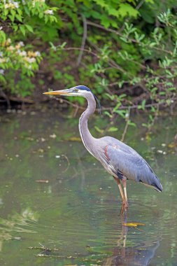 Büyük Mavi Balıkçıl Ohio 'daki Cuyahoga Vadisi Ulusal Parkı' nda Bir Gölette Yemek Arıyor