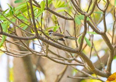 Arafura Fantail Avustralya 'da Howard İlkbahar Koruma Alanında Tropikal Ağaçta