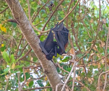 Darwin, Avustralya yakınlarındaki bir ağaçta asılı bir çift Kara Sinek Tilkisi.