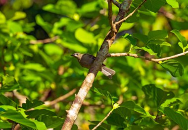 Avustralya 'daki Howard Springs Doğa Koruma Alanı' nda Beyaz Boğuk Ballı Balkabağı Ağacından İzliyor