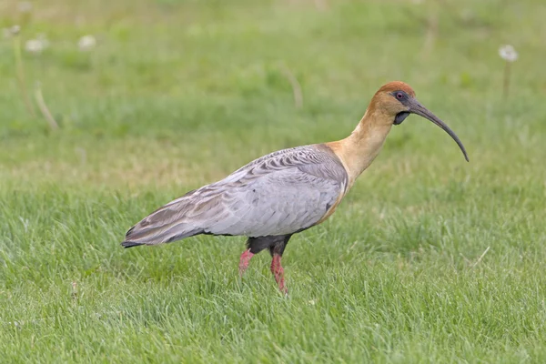 Ibis Black-Faced v mokřadu — Stock fotografie