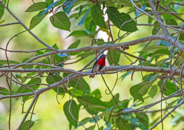Avustralya 'daki Fogg Barajı Koruma Alanındaki Tropikal Ağaçta Ökse Kuşu