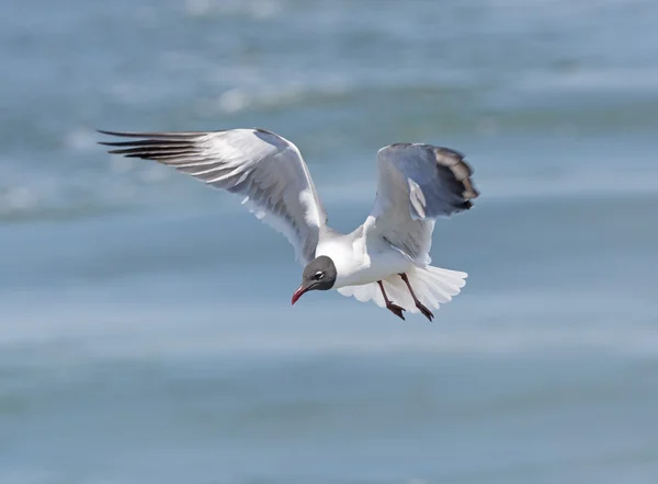 Gabbiano che ride in volo — Foto Stock