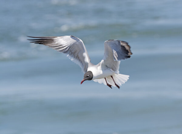 Laughing Gull in Flight
