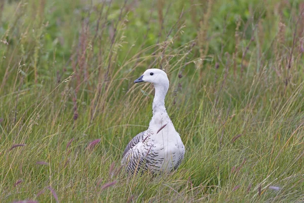 Male Upland Goose in a Wetland — Stock Photo, Image