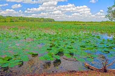 Sis Barajı Avustralya 'nın kuzey bölgesinde ilkbaharda bataklıklarda