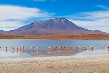 Bolivya 'nın Altiplano bölgesindeki Yüksek Dağ Gölü' nde flamingolar.
