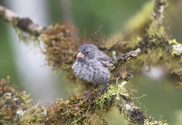 Pinzón de tierra medio en un árbol —  Fotos de Stock