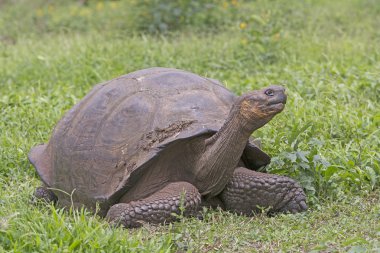 Galapagos dev kaplumbağa bir alanda