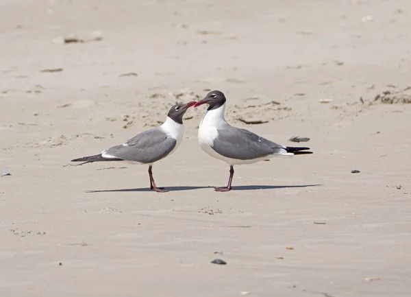 A Pair of Laughing Gulls Nuzzling on a Beach — Stock Photo, Image