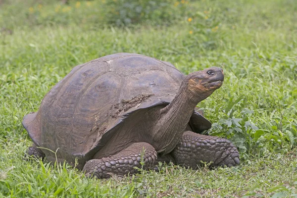 Galapagos Giant Tortoise in een veld — Stockfoto