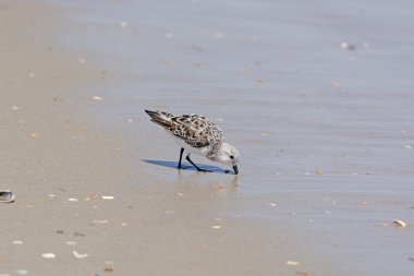 semipalmated kum kuşu kıyıda besleme