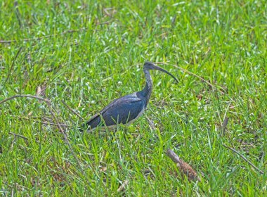 Avustralya 'daki Fogg Dame Doğa Koruma Alanında Sis Boyunlu Ibis Besleme