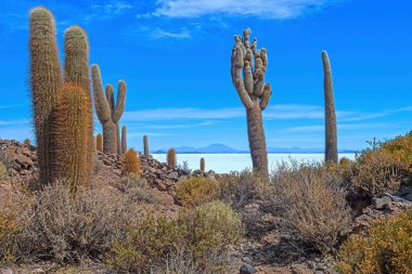 Kaktüs, Bolivya 'daki Salar de Uyuni' deki Tuz Düzlükleri 'ndeki Çöl Adası' nda.