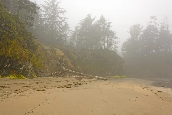 Ранковий туман на прибережній пляжній — стокове фото